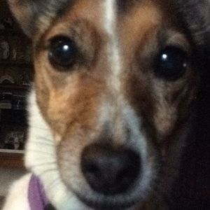 Meet your Posher, Sam